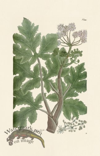 (image for) Weinmann PL 944