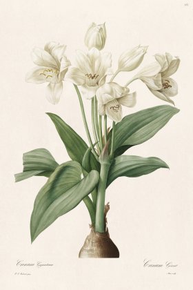 Les Liliacees Redoute 181