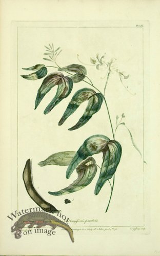 (image for) Philip Miller 063