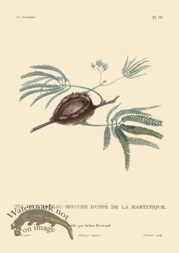 (image for) Humming Bird 78