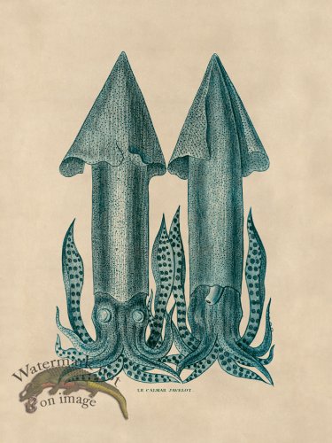 (image for) Octopus Teal 35