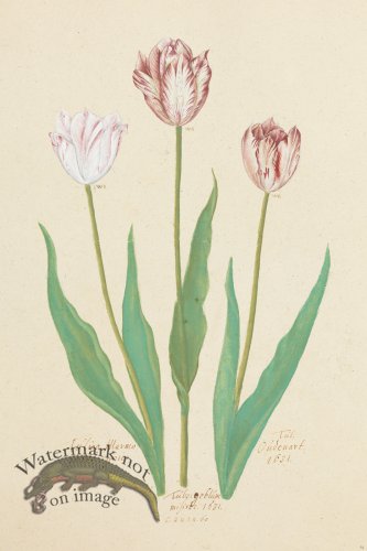 (image for) Blomboken 024