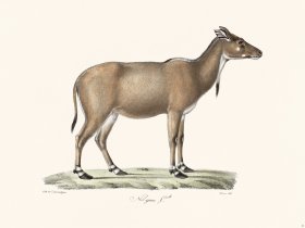 Cuvier 043 Nil Gawe Fille