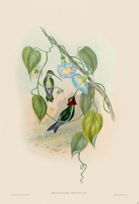 Gould Hummingbird 262