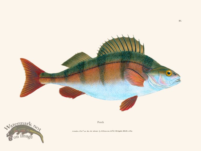 (image for) 091 Perch