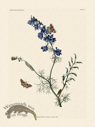 (image for) Wilkes Butterflies 050