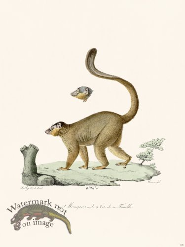 Cuvier 408 Mongous Male