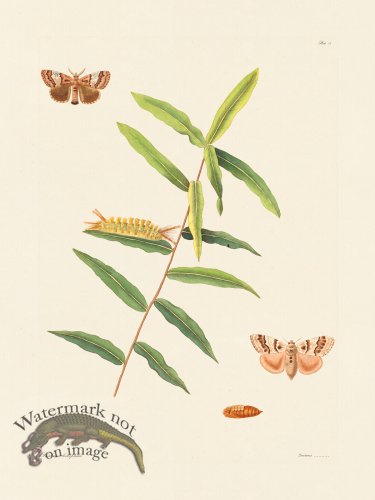 (image for) Abbot Butterfly 078