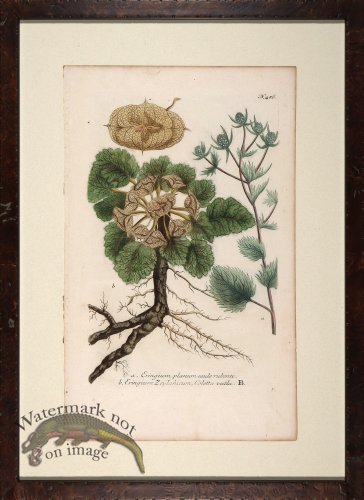 (image for) Weinmann Floated Burl 726 05