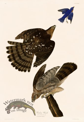 (image for) 036 Stanley Hawk