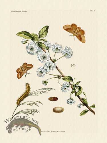 (image for) Wilkes Butterflies 092