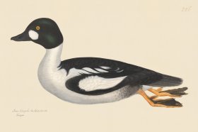 Rudbeck CFA 226 Golden Eye