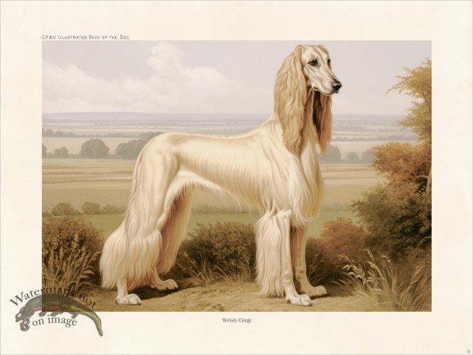 (image for) CFA Dog Afghan Hound 03