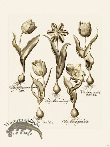 (image for) Besler 074 B1