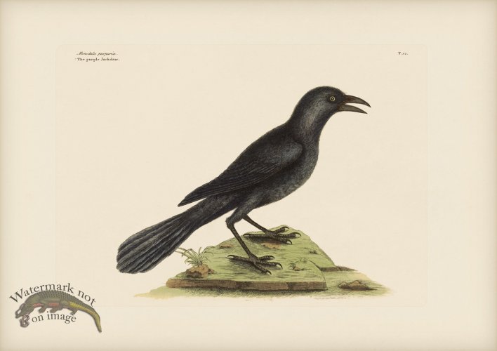 (image for) 012 Purple Jackdaw
