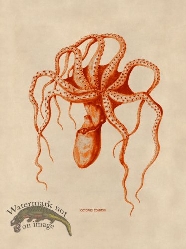(image for) Octopus Orange 45