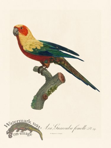 (image for) Barraband Parrot 019