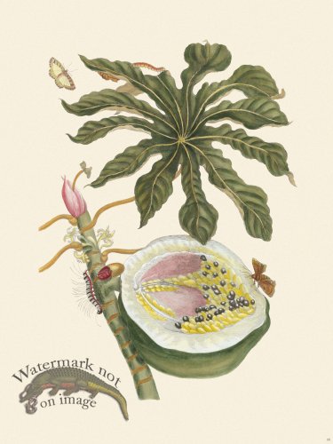 (image for) Merian Metamorphosis 40