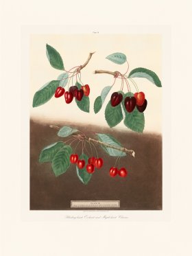 Brookshaw Fruit 34