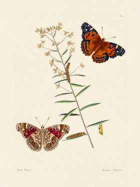 Abbot Butterfly 009