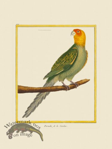 (image for) Martinet Bird 499
