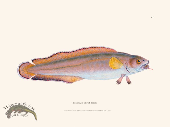 (image for) 041 Brosme, or Skotch Torsks