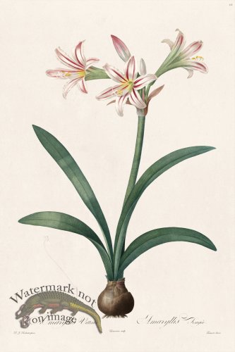 (image for) Les Liliacees Redoute 010