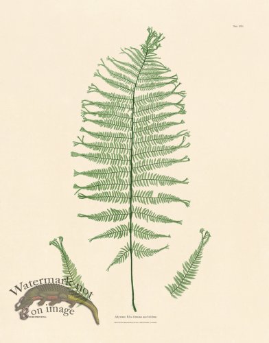 (image for) Bradbury Fern 25
