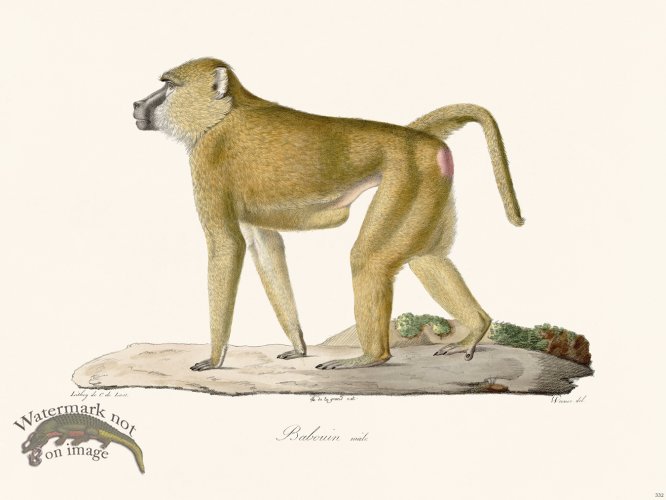 Cuvier 332 Male Baboon