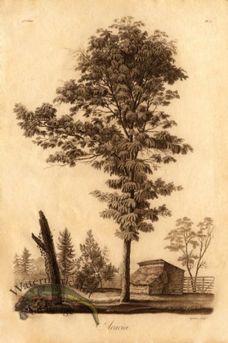 (image for) Defiennes Trees 17 S