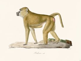 Cuvier 332 Male Baboon