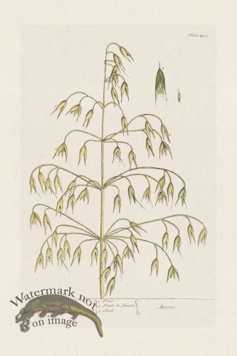 (image for) BEE 422 Oats