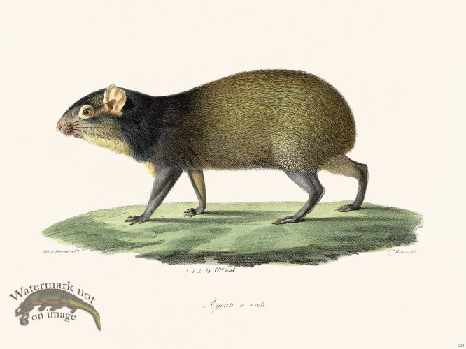 (image for) Cuvier 234 Crested Agoule