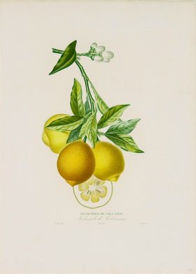 Poiteau Citrus 07