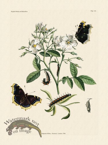 (image for) Wilkes Butterflies 101