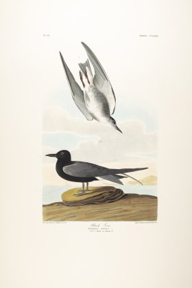 Black Tern