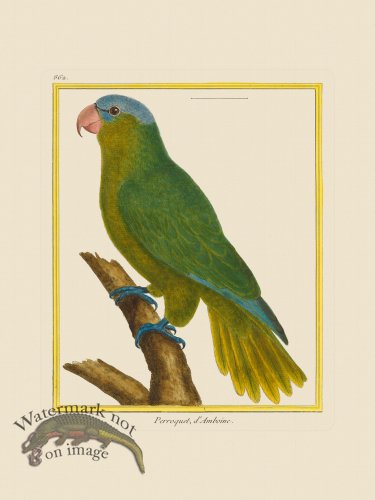 (image for) Martinet Bird 862