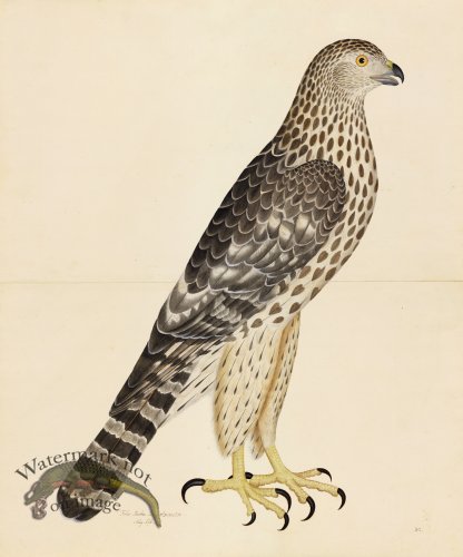 GOSHAWK, JUV. FEMALE, NORTHERN TYPE . PL 32