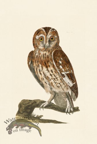 (image for) Pennant Zoology 128