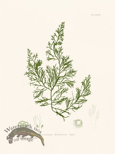 (image for) Bradbury Seaweed 133