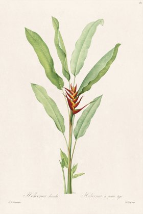 Les Liliacees Redoute 382