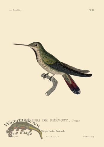 (image for) Humming Bird 70