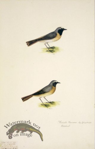 (image for) 66 Swedish Birds . Motacilla phoenicurus, Common Redstart