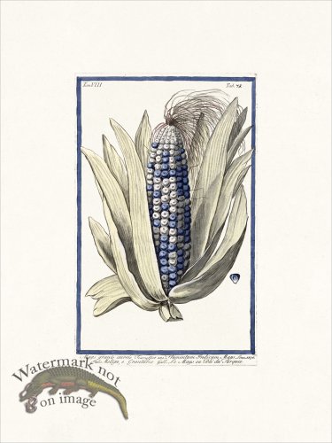 (image for) Bonelli V8 073