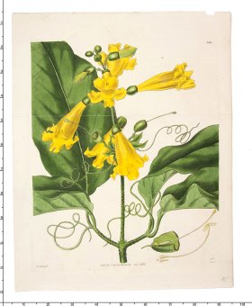 Curtis Botanical 076