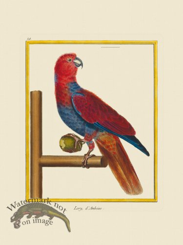(image for) Martinet Bird 518