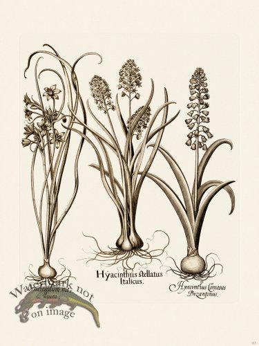 (image for) Besler 043 B1