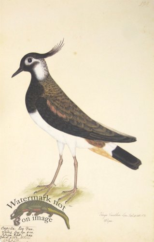(image for) 194 Swedish Birds . Tringa Vanellus. Male Lapwing or Plover