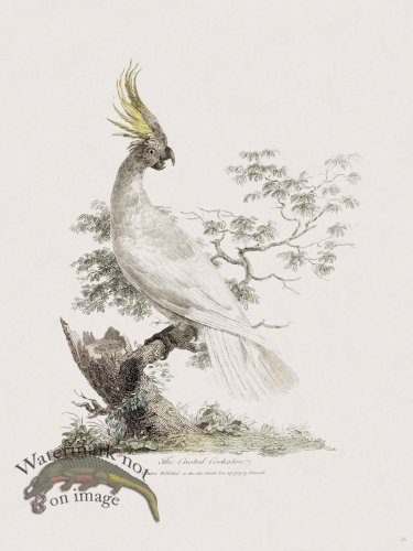 26 New Holland Caffowary