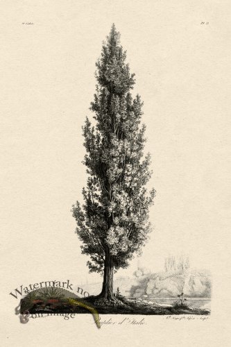 (image for) Defiennes Tree 13